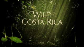 Wild Costa Rica