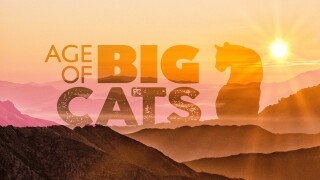 Age of Big Cats