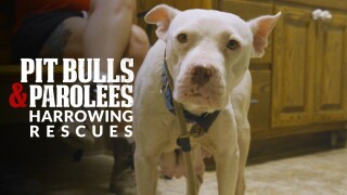 Pit Bulls and Parolees: Harrowing Rescues