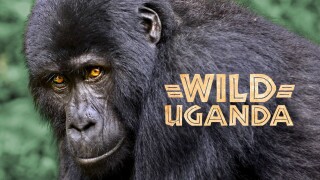 Wild Uganda