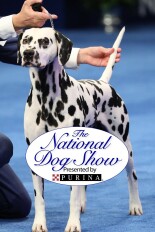 The National Dog Show