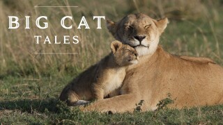 Big Cat Tales