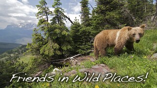 Friends In Wild Places