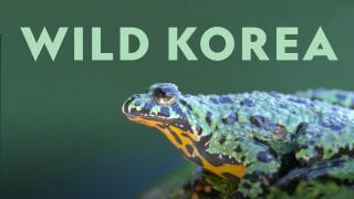 Wild Korea