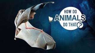 How Do Animals Do That?