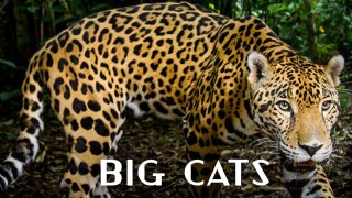 Big Cats