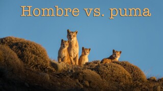 Hombre vs. puma