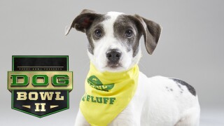 Puppy Bowl XV Presents: The Dog Bowl II