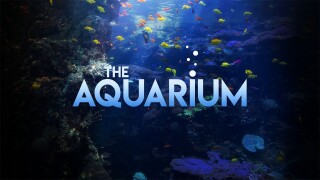 The Aquarium