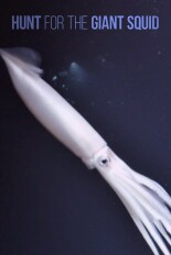 Hunt for the Giant Squid