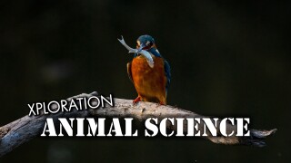 Xploration Animal Science