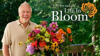 J Schwanke's Life in Bloom