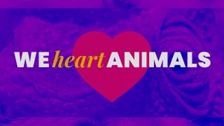 We Heart Animals