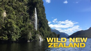 Wild New Zealand