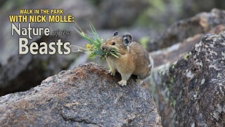 Walk in the Park With Nick Mollé: Nature of the Beasts