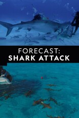 Forecast: Shark Attack