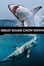 Great Shark Chow Down