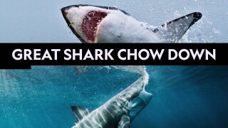 Great Shark Chow Down