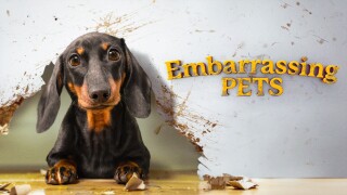 Embarrassing Pets