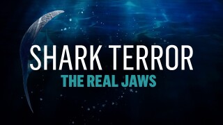 Shark Terror: The Real Jaws