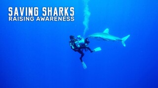 Saving Sharks: Raising Awareness