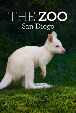 The Zoo: San Diego