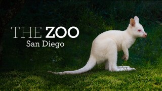 The Zoo: San Diego