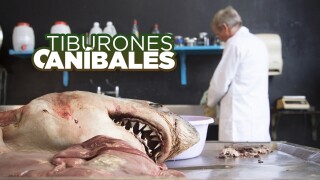 Tiburones caníbales