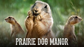 Prairie Dog Manor