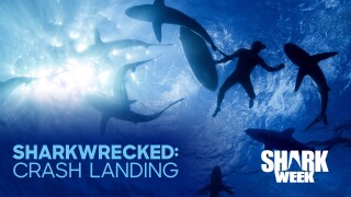 Sharkwrecked: Crash Landing