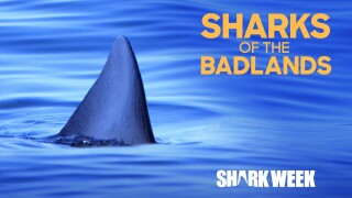 Sharks of the Badlands