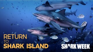 Return to Shark Island