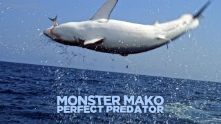 Monster Mako: Perfect Predator