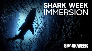 Shark Week Immersion