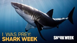I Was Prey: Shark Week