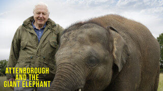 Attenborough and the Giant Elephant