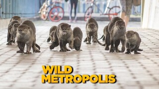 Wild Metropolis