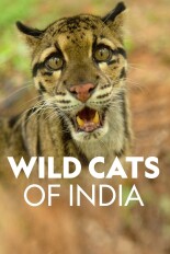 Wild Cats of India