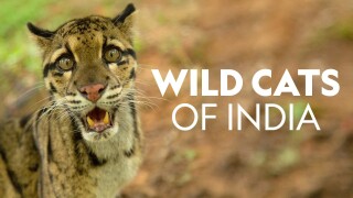 Wild Cats of India