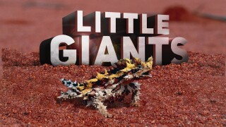 Little Giants