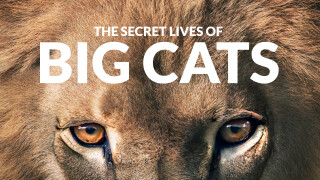 The Secret Lives of Big Cats