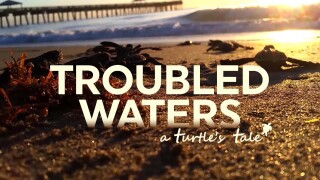 Troubled Waters: A Turtle's Tale