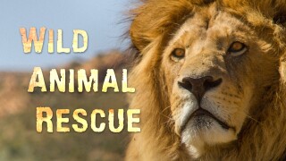 Wild Animal Rescue