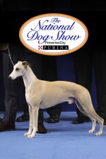 The National Dog Show