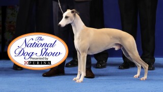 The National Dog Show