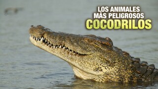 Los animales más peligrosos: Cocodrilos