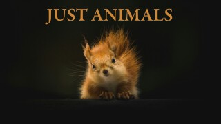 Just Animals