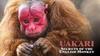 Uakari: Secrets of the English Monkey