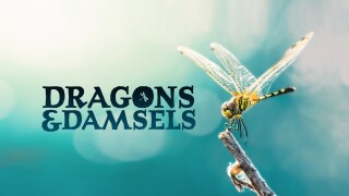 Dragons & Damsels