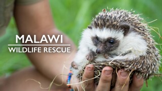 Malawi Wildlife Rescue